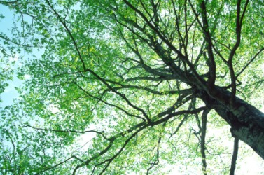 Looking up through the branches of a tree. Looking up through the branches of a tree.