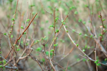 Buds on several branchlets. Buds on several branchlets.