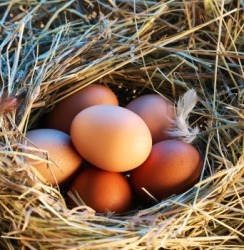 These eggs are very breakable. These eggs are very breakable.