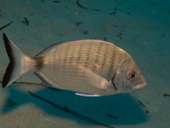 A close up of a white bream. A close up of a white bream.