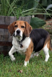 A beagle is one breed of dog. A beagle is one breed of dog.