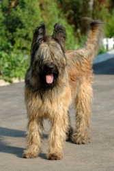 This French sheepdog is one example of a briard. This French sheepdog is one example of a briard.