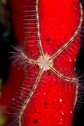 A brittle star clinging to a red sponge. A brittle star clinging to a red sponge.