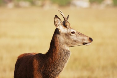 You can see the new antlers on this young brocket. You can see the new antlers on this young brocket.