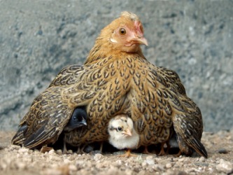 A brooder hen with her chicks. A brooder hen with her chicks.