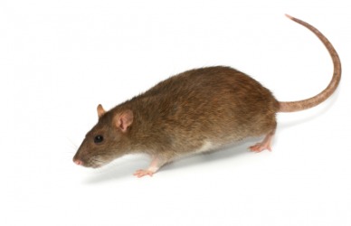 A brown rat. A brown rat.