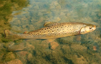 A large brown trout. A large brown trout.