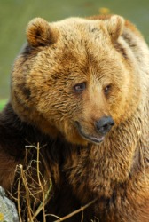 A large bruin. A large bruin.