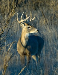 A young deer buck. A young deer buck.