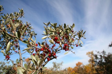 A branch of the buffalo berry shrub. A branch of the buffalo berry shrub.
