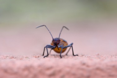 A close up of a bug. A close up of a bug.