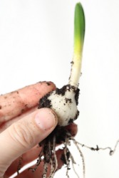 A man holding a bulb from which a flowering plant is sprouting. A man holding a bulb from which a flowering plant is sprouting.