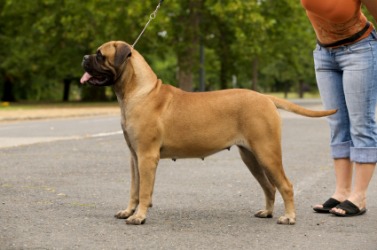 A bull mastiff out for a walk in the park. A bull mastiff out for a walk in the park.