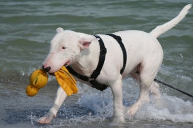 A bull terrier playing in the water. A bull terrier playing in the water.