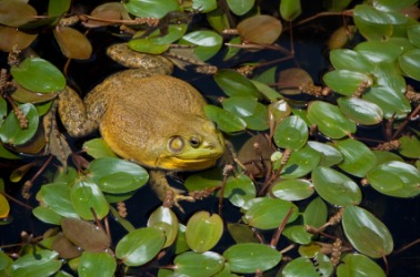 A large bullfrog surrounded by lily pads. A large bullfrog surrounded by lily pads.