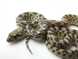A large bullsnake. A large bullsnake.