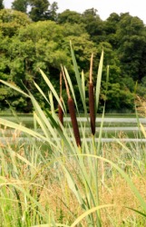 Bulrushes growing by a pond. Bulrushes growing by a pond.