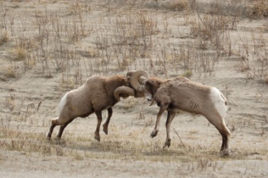 Two sheep who have bumped heads. Two sheep who have bumped heads.