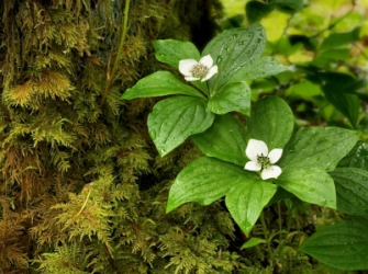 A flowering bunchberry. A flowering bunchberry.