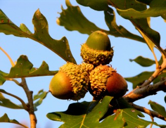 An acorn cluster of the bur oak tree. An acorn cluster of the bur oak tree.