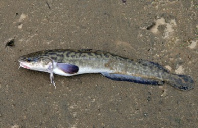 A burbot lying on the sand. A burbot lying on the sand.