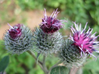 A cluster of burdocks. A cluster of burdocks.