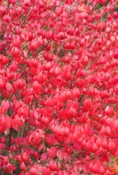 A close up of the brilliant leaves of the burning bush. A close up of the brilliant leaves of the burning bush.