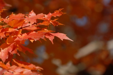 Burnt orange autumn leaves. Burnt orange autumn leaves.