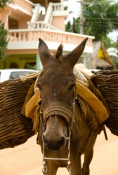 A burro with baskets for carrying goods. A burro with baskets for carrying goods.