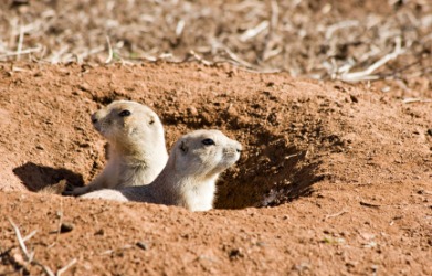 Two prairie dogs looking out from their burrows. Two prairie dogs looking out from their burrows.