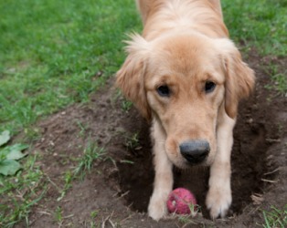 This dog is about to bury his ball. This dog is about to bury his ball.