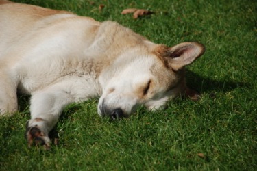 This napping dog was bushed. This napping dog was bushed.