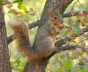 The squirrel is noted for the bushiness of his tail. The squirrel is noted for the bushiness of his tail.