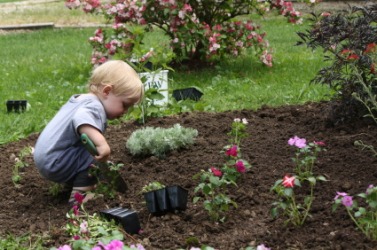 A toddler busy in the garden. A toddler busy in the garden.