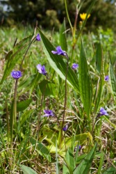 Butterwort plants growing in a field. Butterwort plants growing in a field.