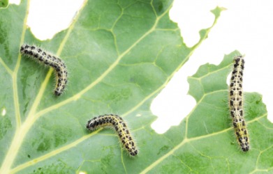 The larvae of a cabbage butterfly feeding on a cabbage leaf. The larvae of a cabbage butterfly feeding on a cabbage leaf.