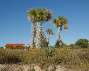 These palmettos are called cabbage palms. These palmettos are called cabbage palms.