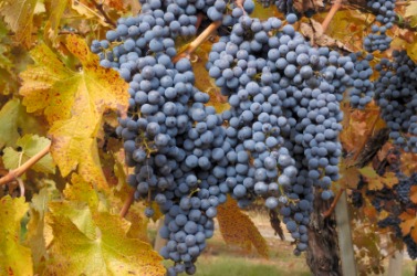 Cabernet Sauvignon grapes on the vine. Cabernet Sauvignon grapes on the vine.
