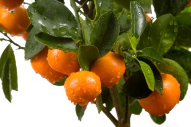 A branch laden with calamondins. A branch laden with calamondins.