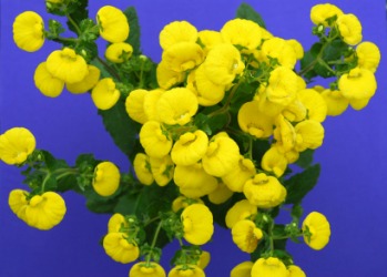 Bright yellow flowers of the calceolaria plant. Bright yellow flowers of the calceolaria plant.