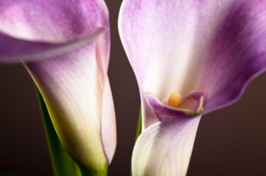 A close up of the calla lily. A close up of the calla lily.
