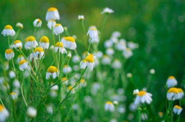 A field of wild camomile. A field of wild camomile.