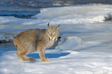 A Canada lynx in the snow. A Canada lynx in the snow.
