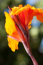 A brilliant orange and yellow canna flower. A brilliant orange and yellow canna flower.