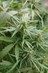 The cannabis plant. The cannabis plant.