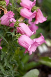 Pink Canterbury bells in a garden. Pink Canterbury bells in a garden.