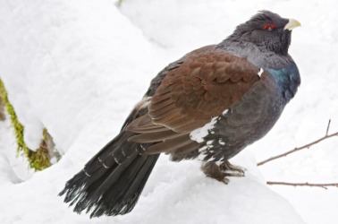A male capercaillie. A male capercaillie.