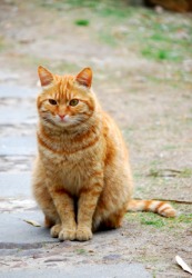 This cat looks like Garfield. This cat looks like Garfield.