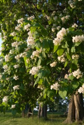 A row of catalpa trees in full bloom. A row of catalpa trees in full bloom.