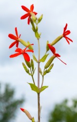 An example of the catchfly plant. An example of the catchfly plant.